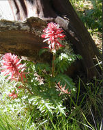 Слика од Pedicularis densiflora Benth.