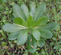 Image of bitter lettuce