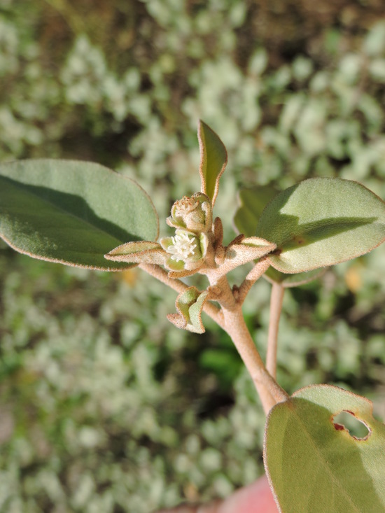 Image of gulf croton