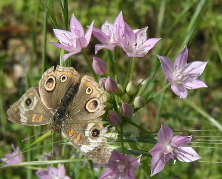 Allium unifolium Kellogg resmi