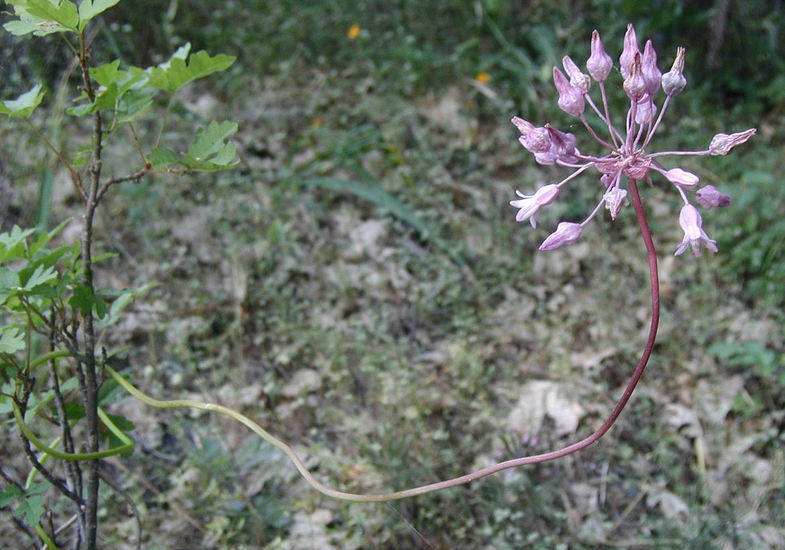 Image of twining snakelily