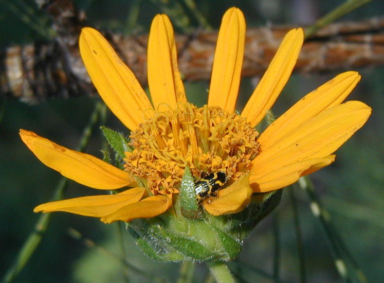 Wyethia angustifolia (DC.) Nutt. resmi