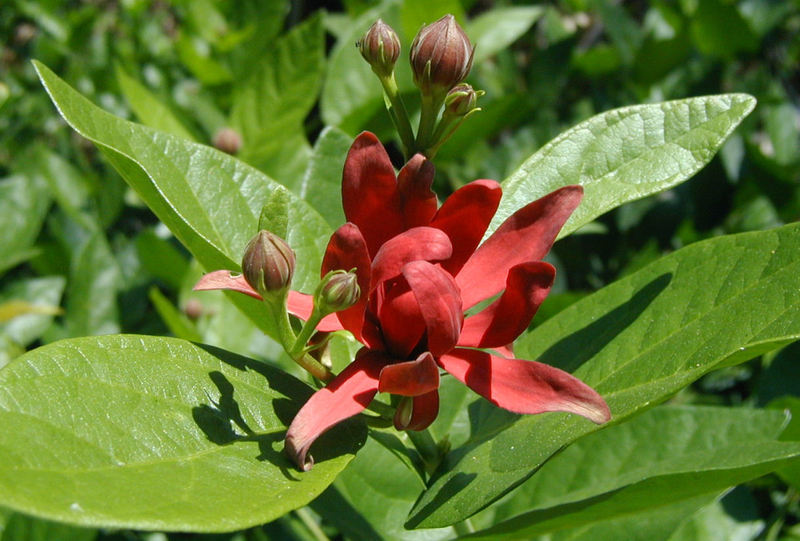 Image of western sweetshrub