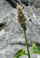 Image of nettleleaf giant hyssop