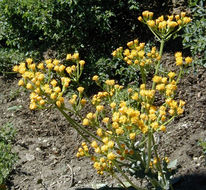 Image of rayless ragwort