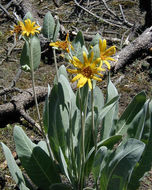 Image of woolly mule-ears