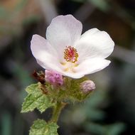 Image of yellowstem bushmallow