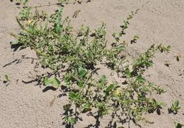 Image of sandhill amaranth