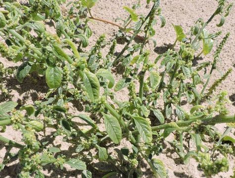 Image of sandhill amaranth