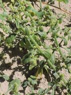 Image of sandhill amaranth