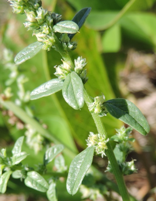 Image of sandhill amaranth