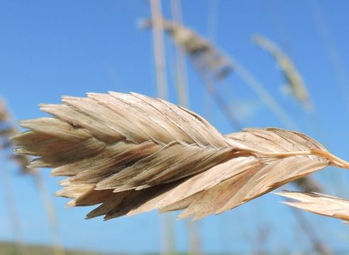 صورة Uniola paniculata L.