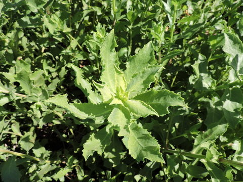 Image of camphorweed