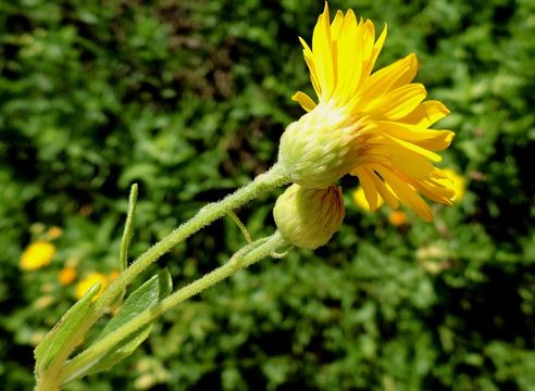 Image of camphorweed