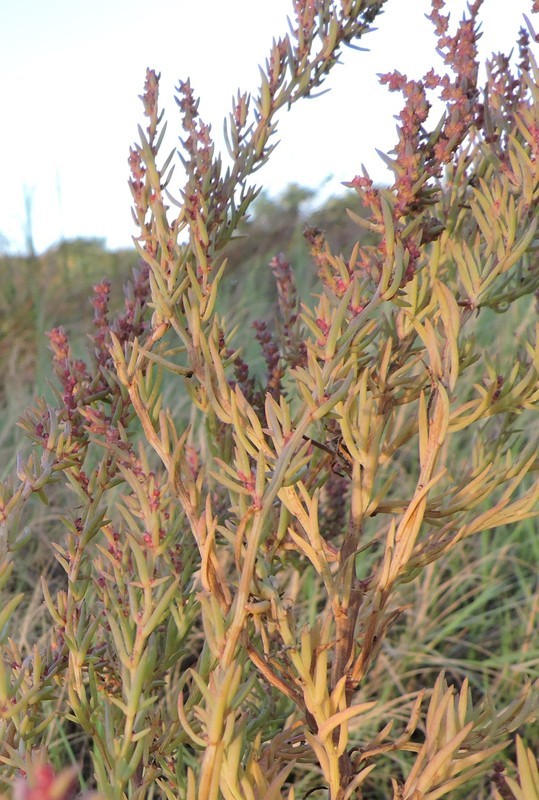 Image of Annual Seepweed