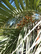 Image of South American jelly palm