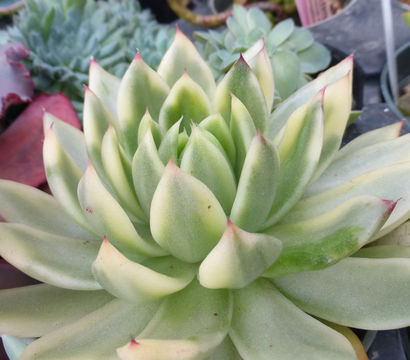 Image of Echeveria agavoides Lem.