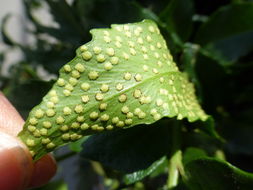 Image of Japanese netvein hollyfern