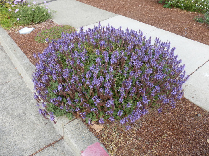 Image of Blue lobster flower