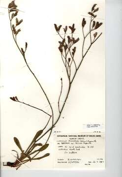 Image of Marsh Rosemary