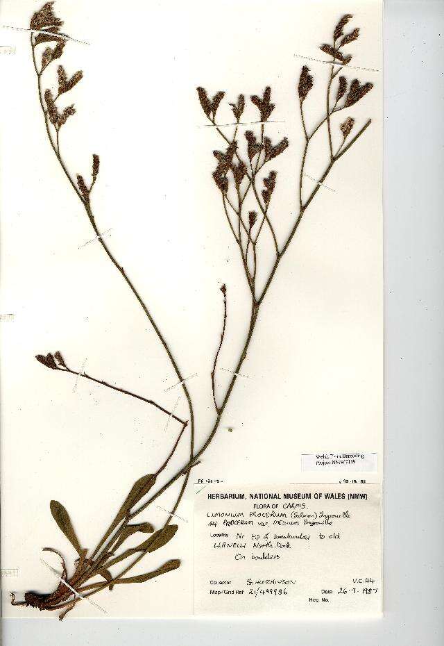 Image of Marsh Rosemary