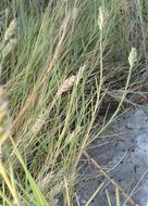 Image of saltgrass