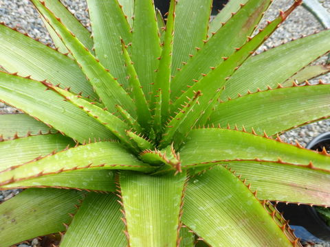 Image of Aloe lineata var. muirii (Marloth) Reynolds