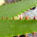 Image of Aloe lineata var. muirii (Marloth) Reynolds