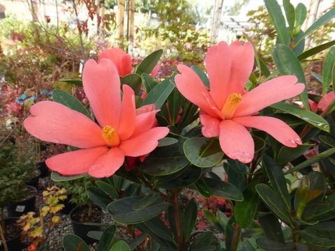 Слика од Camellia azalea C. F. Wei