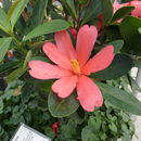 Image of Camellia azalea C. F. Wei
