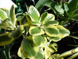 Kalanchoe glaucescens Britten resmi