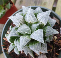 Haworthia emelyae var. major (G. G. Sm.) M. B. Bayer resmi