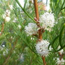 Image of <i>Hakea suaveolens</i>