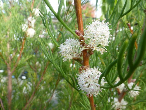 Imagem de <i>Hakea suaveolens</i>