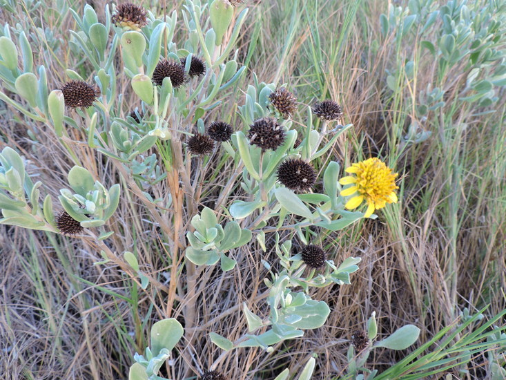 Image of Sea Oxeye