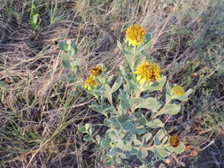 Plancia ëd Borrichia frutescens (L.) DC.