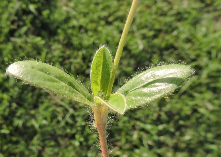 Gomphrena nealleyi Coult. & Fischer. resmi