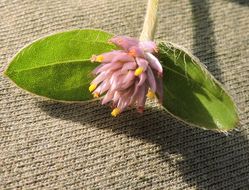 Gomphrena nealleyi Coult. & Fischer. resmi