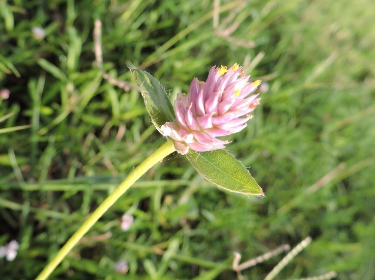 Gomphrena nealleyi Coult. & Fischer. resmi