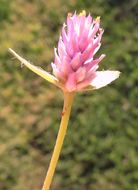 Gomphrena nealleyi Coult. & Fischer. resmi