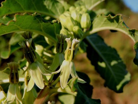 Image of zizotes milkweed