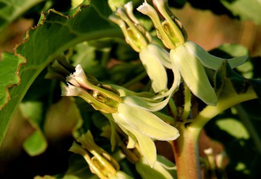 Image of zizotes milkweed