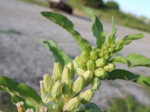 Image of zizotes milkweed