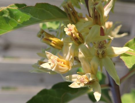 Image of zizotes milkweed