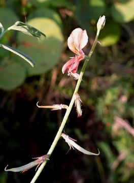 Indigofera miniata Ortega的圖片