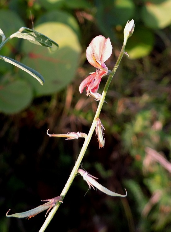 Imagem de Indigofera miniata Ortega