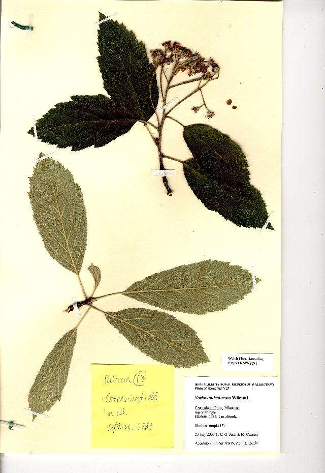 Plancia ëd Sorbus