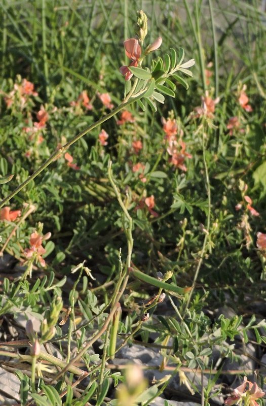 Imagem de Indigofera miniata Ortega