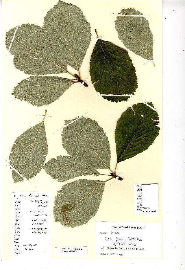 Plancia ëd Sorbus