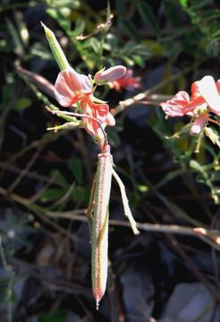 Imagem de Indigofera miniata Ortega